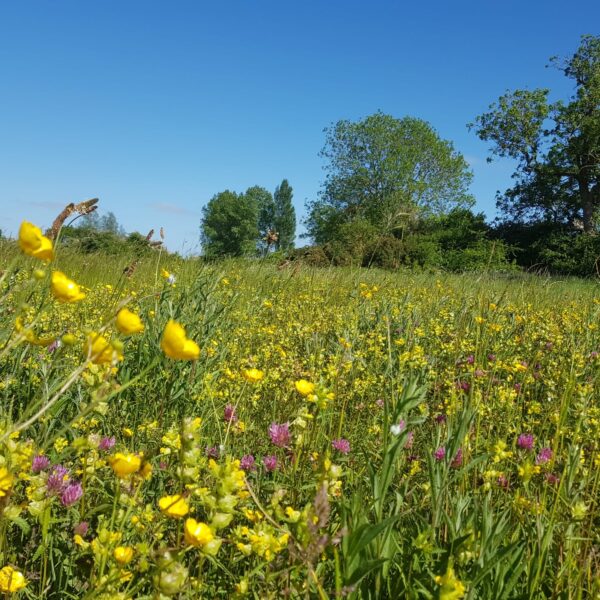 JSR Farms Chalk Stream Sanctuary Wildflower Meadow