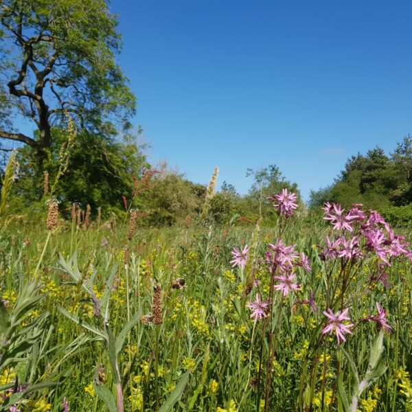 JSR Farms Chalk Stream Sanctuary Wildflowers