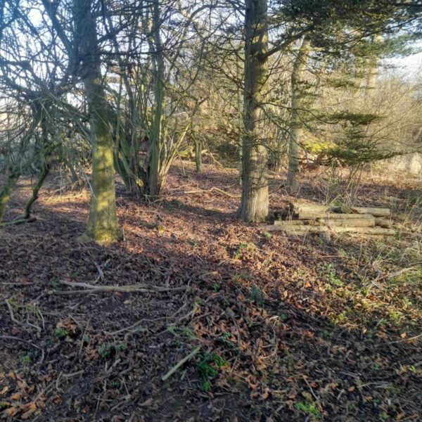 JSR Farms woodland 