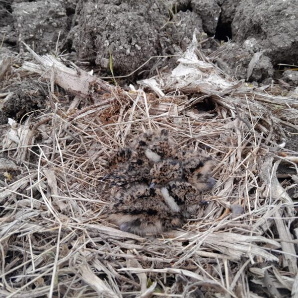 Ducklings at JSR Farms Chalk Stream Sanctuary 