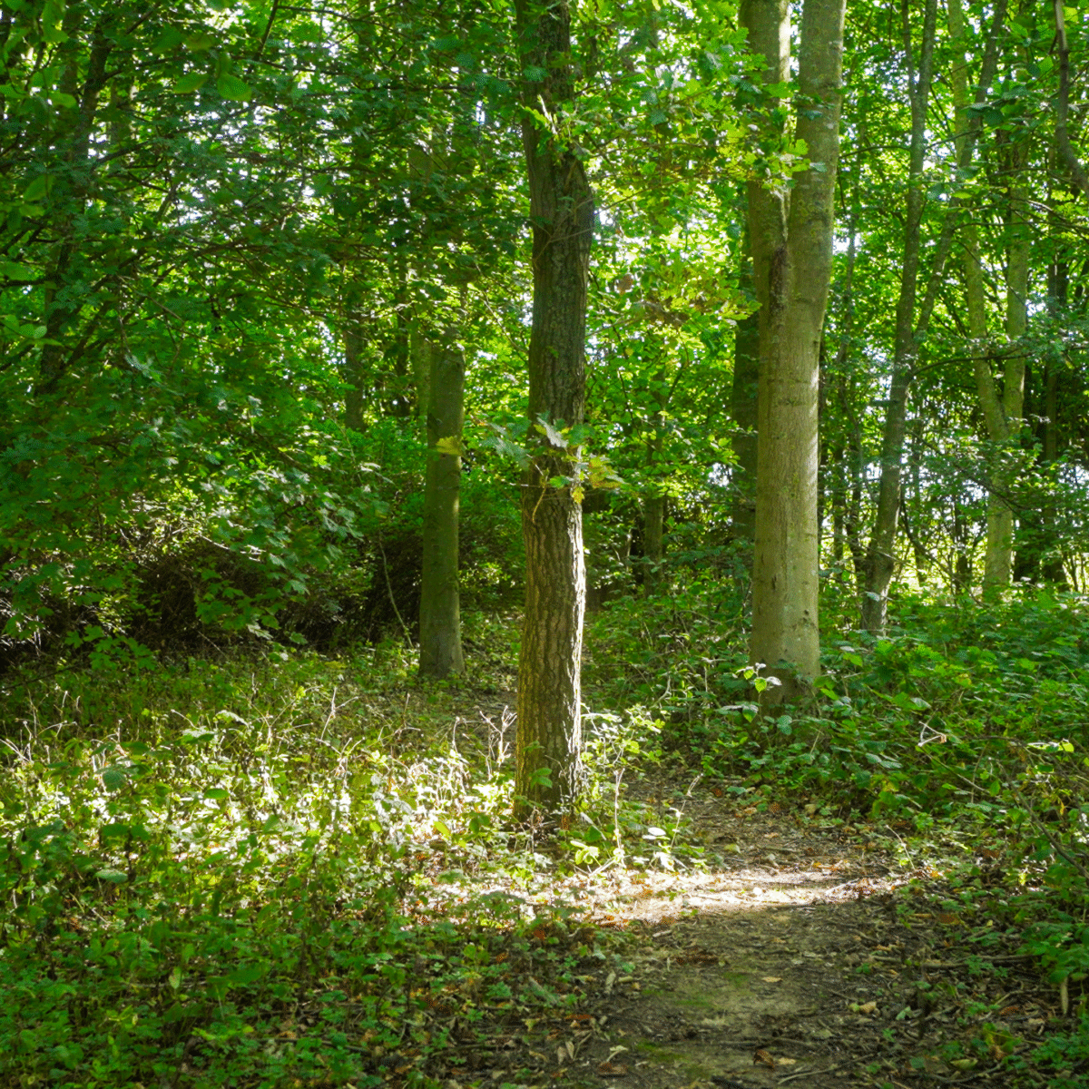 JSR Farms woodland