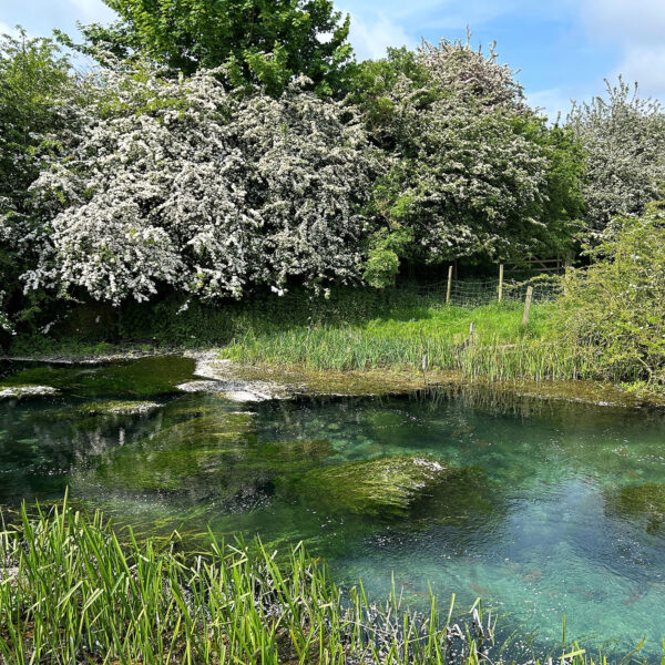 JSR Farms Chalk Stream Sanctuary