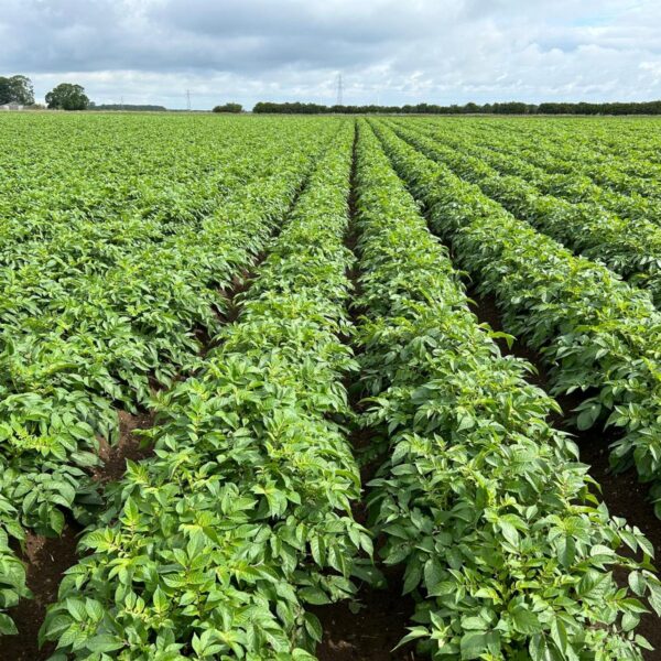 JSR Potatoes growing in the field