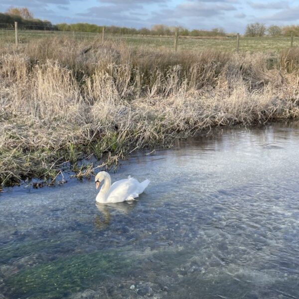 JSR Farms Chalk Stream Sanctuary Eastburn Beck Swan 
