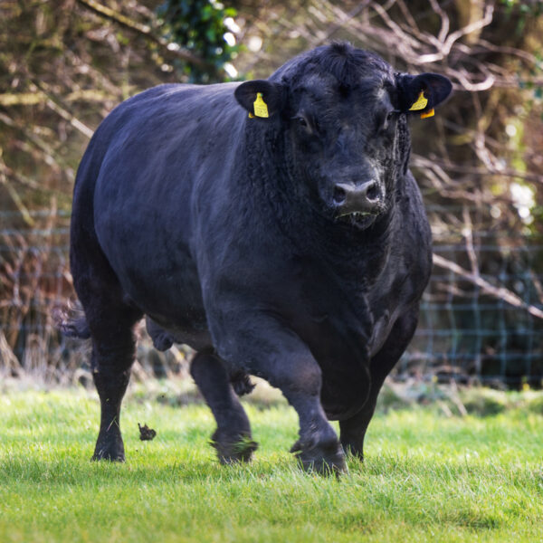 Givendale-Black-Uppercut-Stabilier Bull