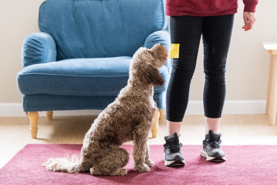 Hearing Dogs for Deaf People