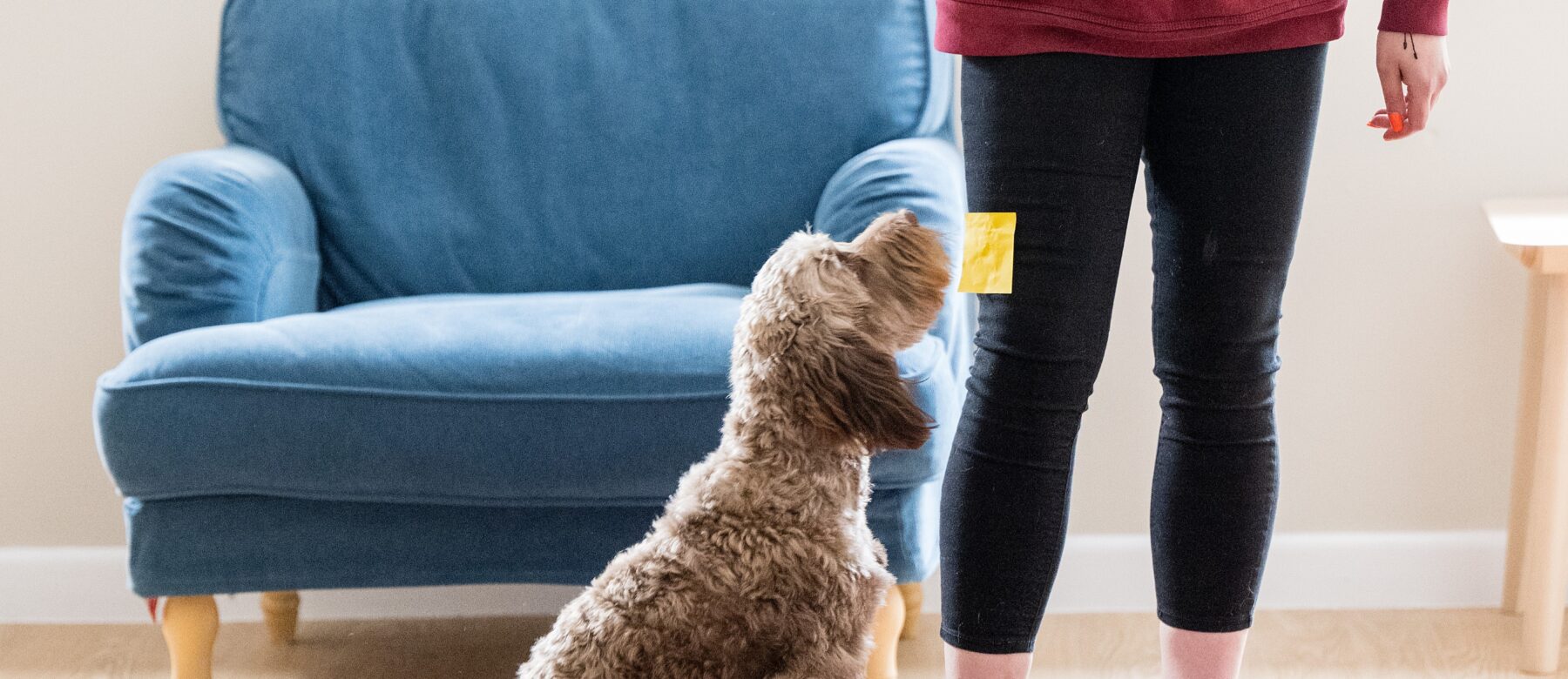 JSR Farms supporting Hearing Dogs for Deaf People 