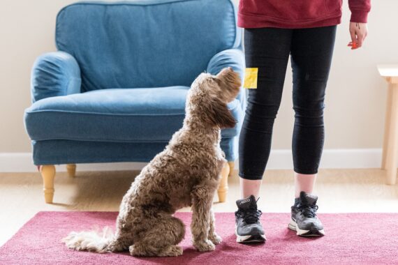 JSR Farms supporting Hearing Dogs for Deaf People 