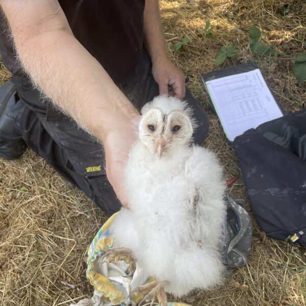 Barn Owl conservation at JSR Farms