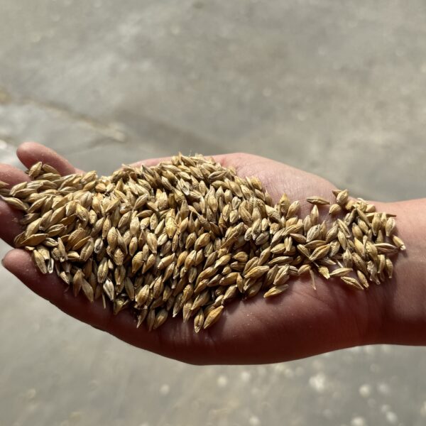 JSR Farms Wheat at Feed Mill at Green Lane