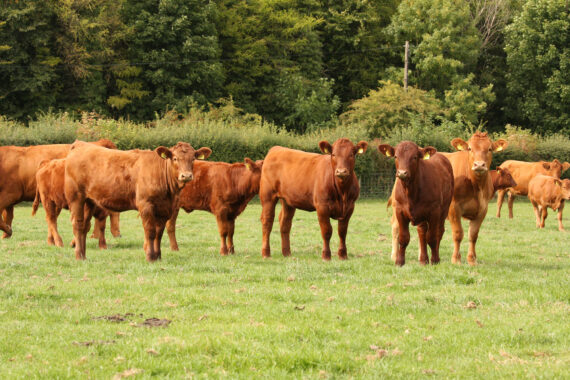 Stabiliser Cattle at Givendale