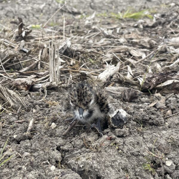 JSR Farms Lapwing Chick 