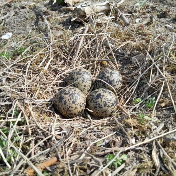 JSR Farms Lapwing Nest