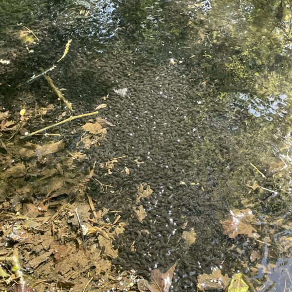 JSR Farms Chalk Stream Sanctuary Tadpoles