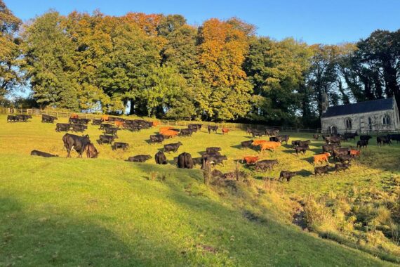 JSR Givendale Stabiliser Herd