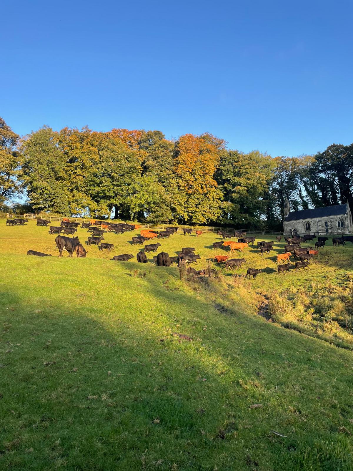 JSR Givendale Stabiliser Herd 