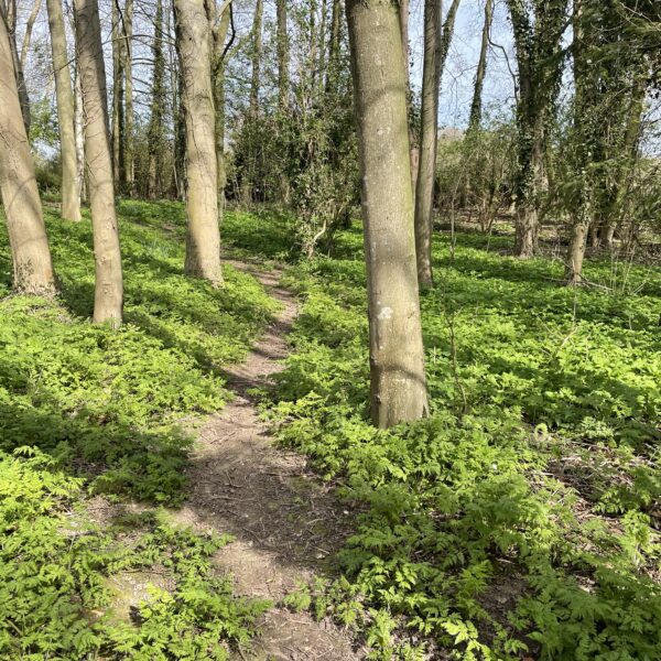 JSR Farms woodland
